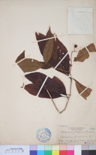 Specimen thumbnail